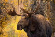 Moose