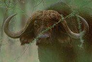 Rhino | Cape Buffalo