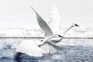 Swan