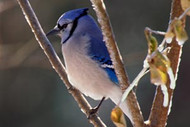 Jay