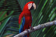 Parrot | Macaw