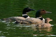 Loon | Grebe