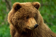 Brown Bear | Grizzly Bear