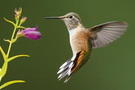 Hummingbird