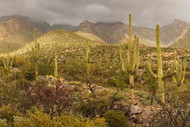 Arizona