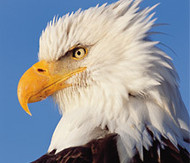 Eagle