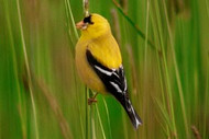Finch