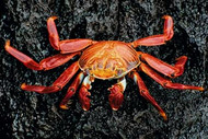 Crab