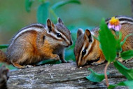 Chipmunk | Prairie Dog