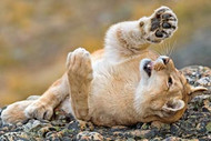 Bobcat | Cougar | Lynx