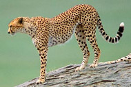 Cheetah