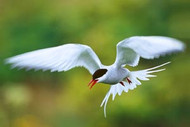 Gull | Tern | Albatross