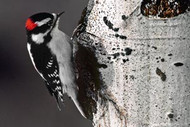 Woodpecker