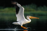 Pelican
