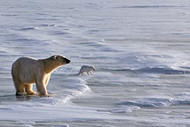 Arctic