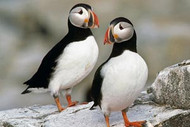 Puffin