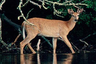 Deer | Pronghorn
