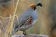 Grouse | Quail | Pheasant