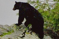 Black bear