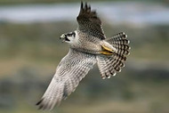 Hawk | Falcon