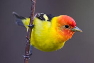 Tanager