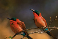 Bee Eater