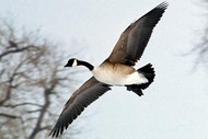 Geese