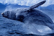 Whale | Orca