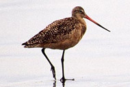 Wading Bird | Shorebird