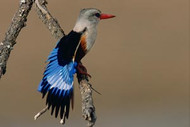 Kingfisher