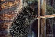 Porcupine