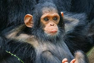 Gorilla | Chimpanzee