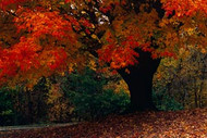 Fall