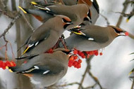 Waxwing