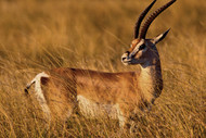 Gazelle | Impala