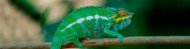 Reptile