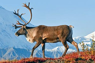 Caribou