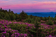 Purple | Pink tones