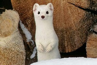 Ermine | Marten | Ferret