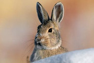 Rabbit | Pika