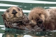 Otter