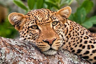 Leopard | Jaguar