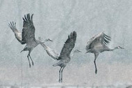 Crane