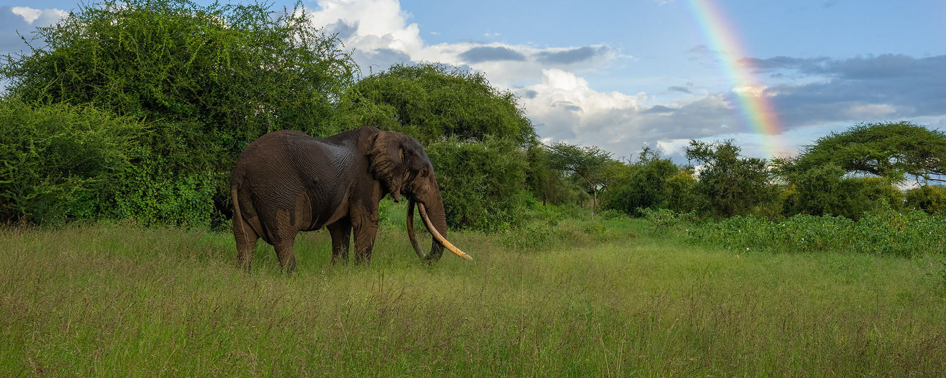 the legendary African elephant supertusker, standing among dense vegetation in Kenya with a rainbow in the sky