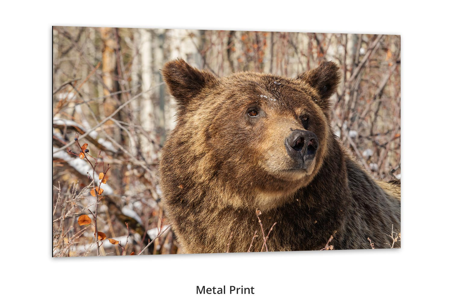 Grizzly 399 wall art Portrait of a Legend Mangelsen