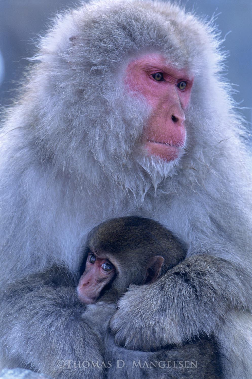 Mother's Love - Snow Monkeys by Thomas D. Mangelsen