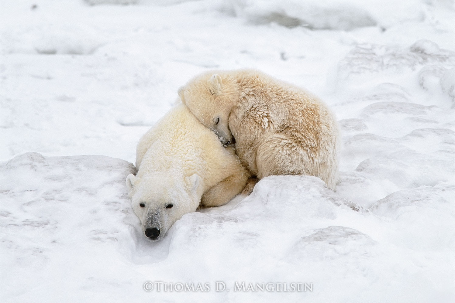 Polar Comfort by Thomas D. Mangelsen