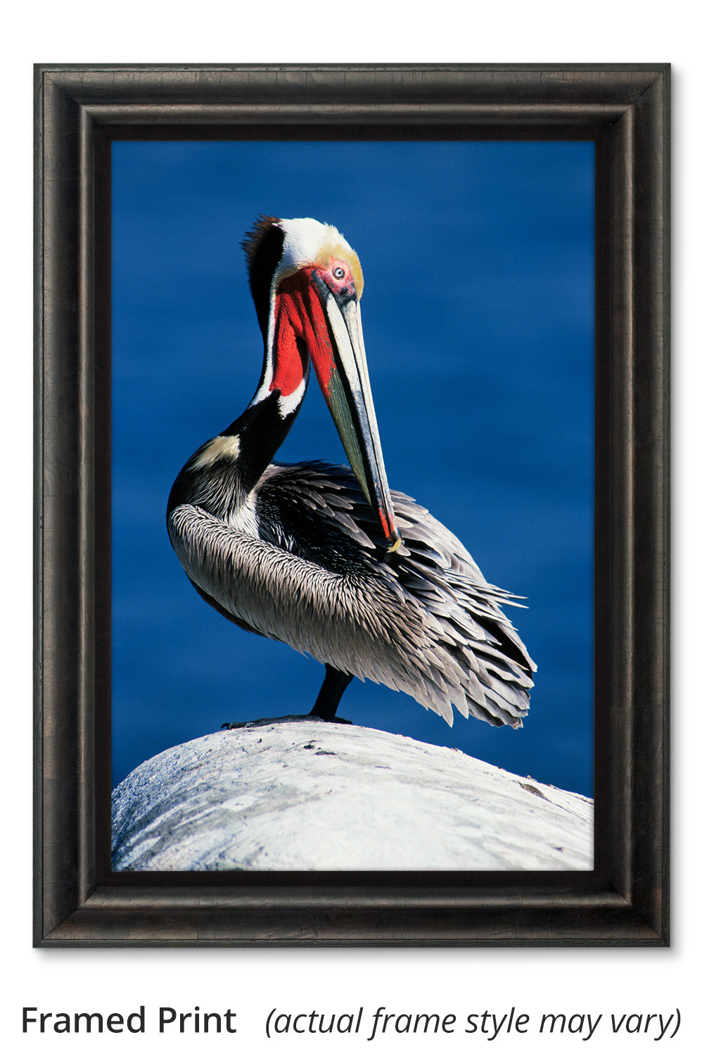 Colors of Spring - Pelican by Thomas D. Mangelsen