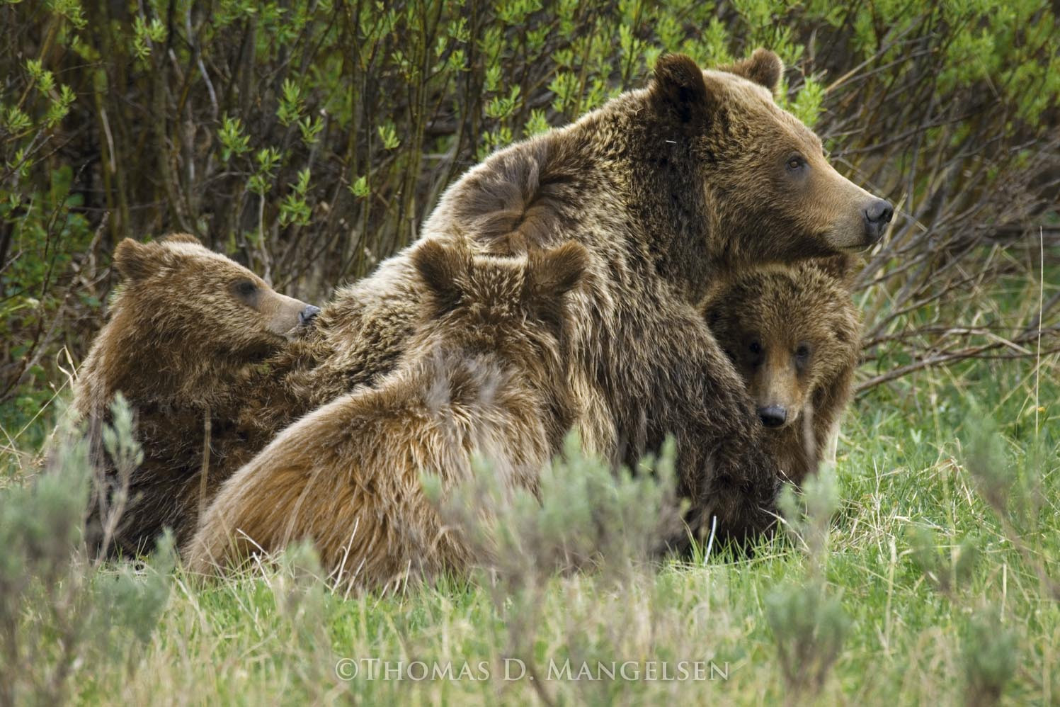 Grizzly Comfort by Thomas D. Mangelsen