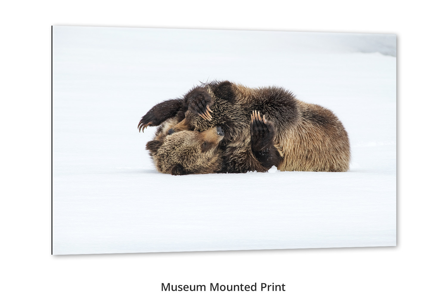 Grizzly bear cubs wall art playing by Thomas D. Mangelsen